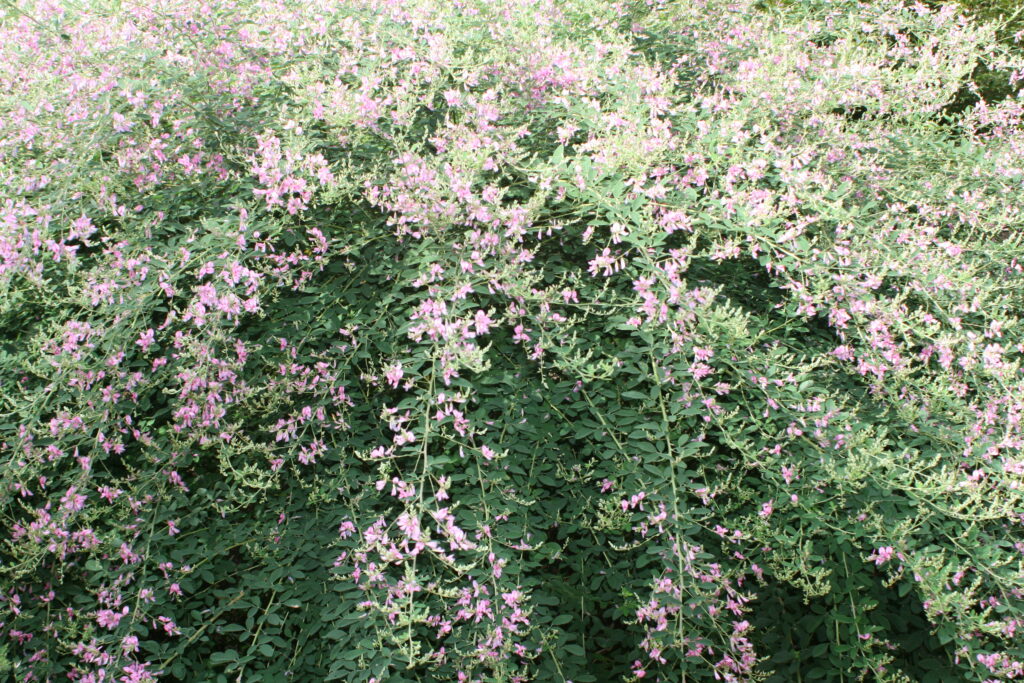 bush clover shrub