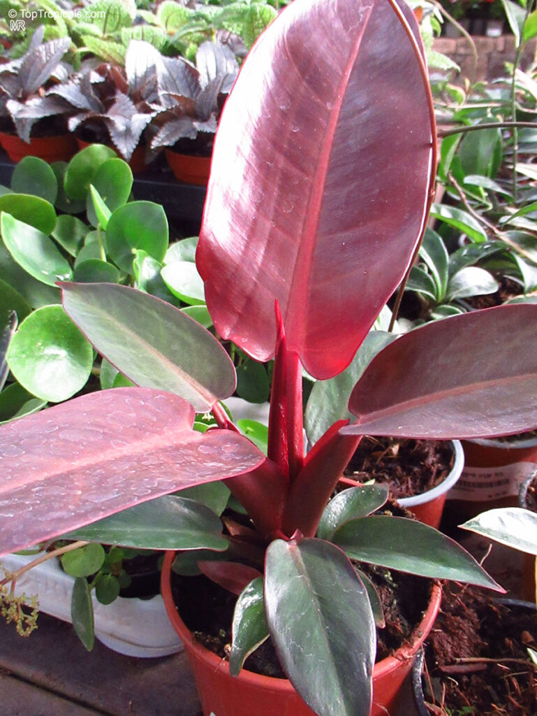 reddish philodendron