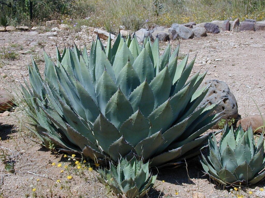 whale tongue agave