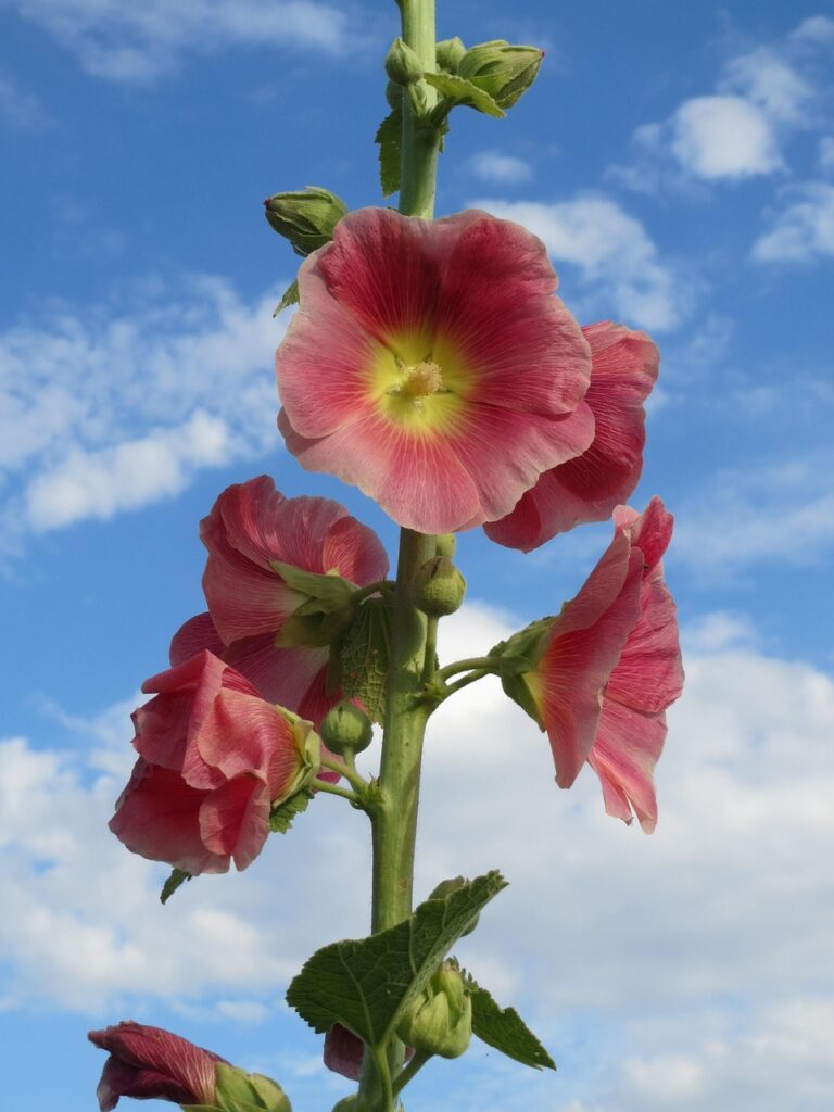 tall pink flower
