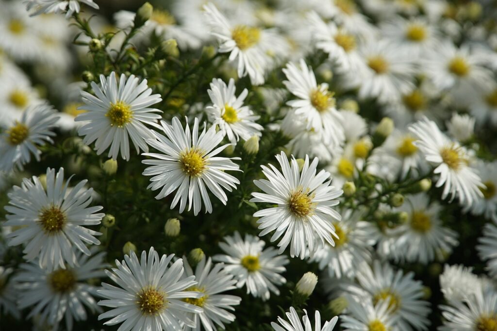 names of flowers with a
