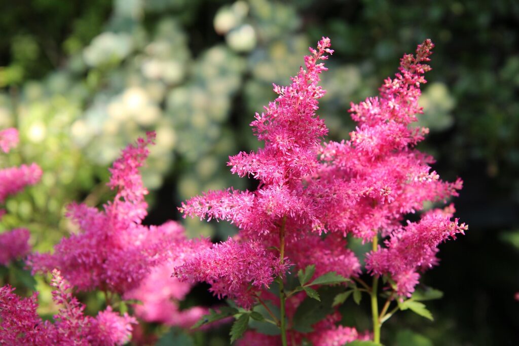 perennials with pink flowers
