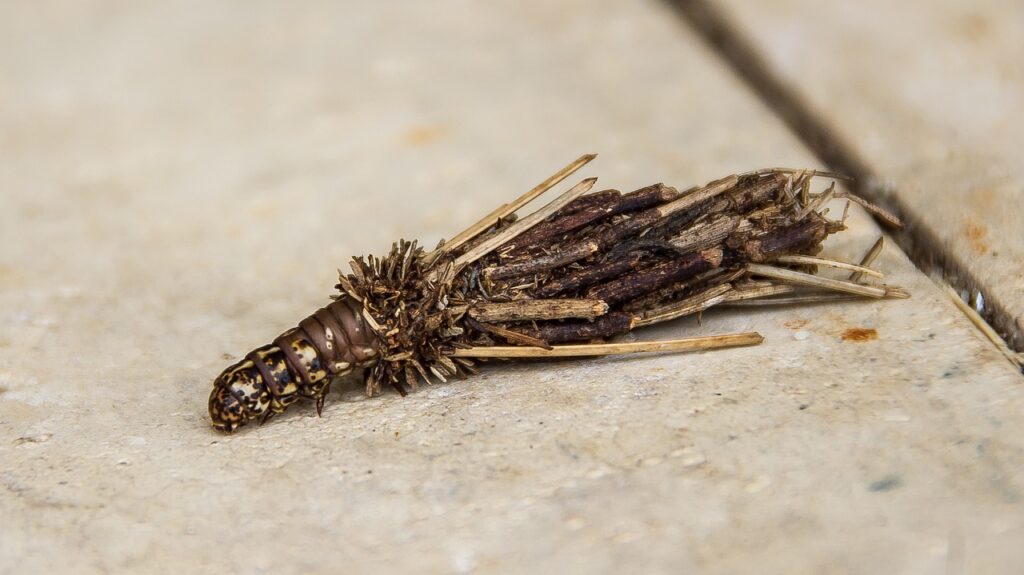 do bagworms kill trees