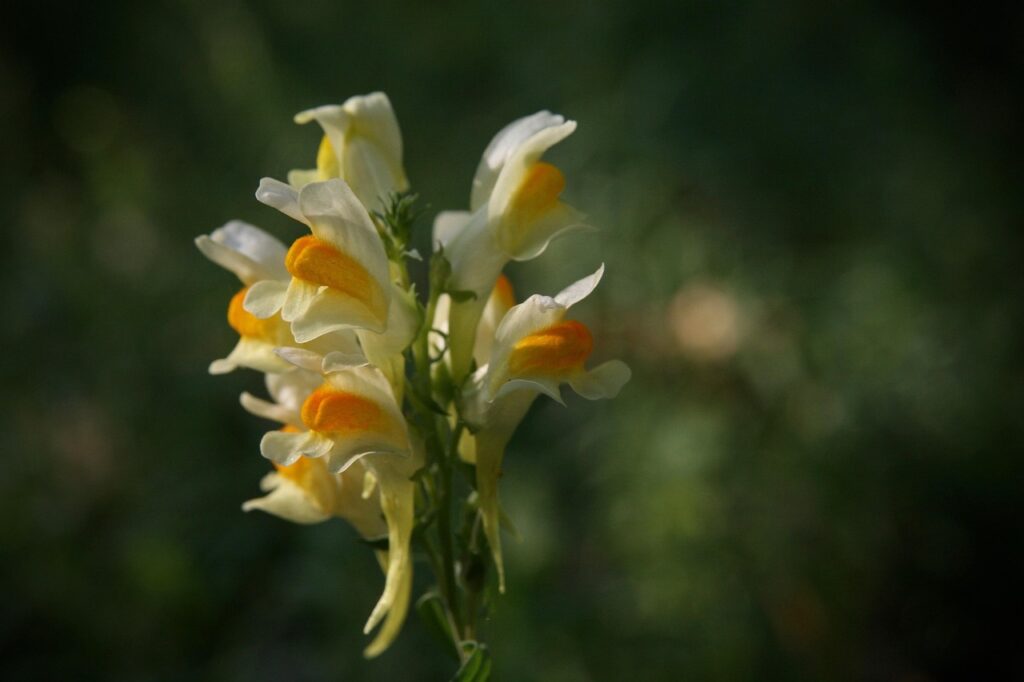 dried snapdragon
