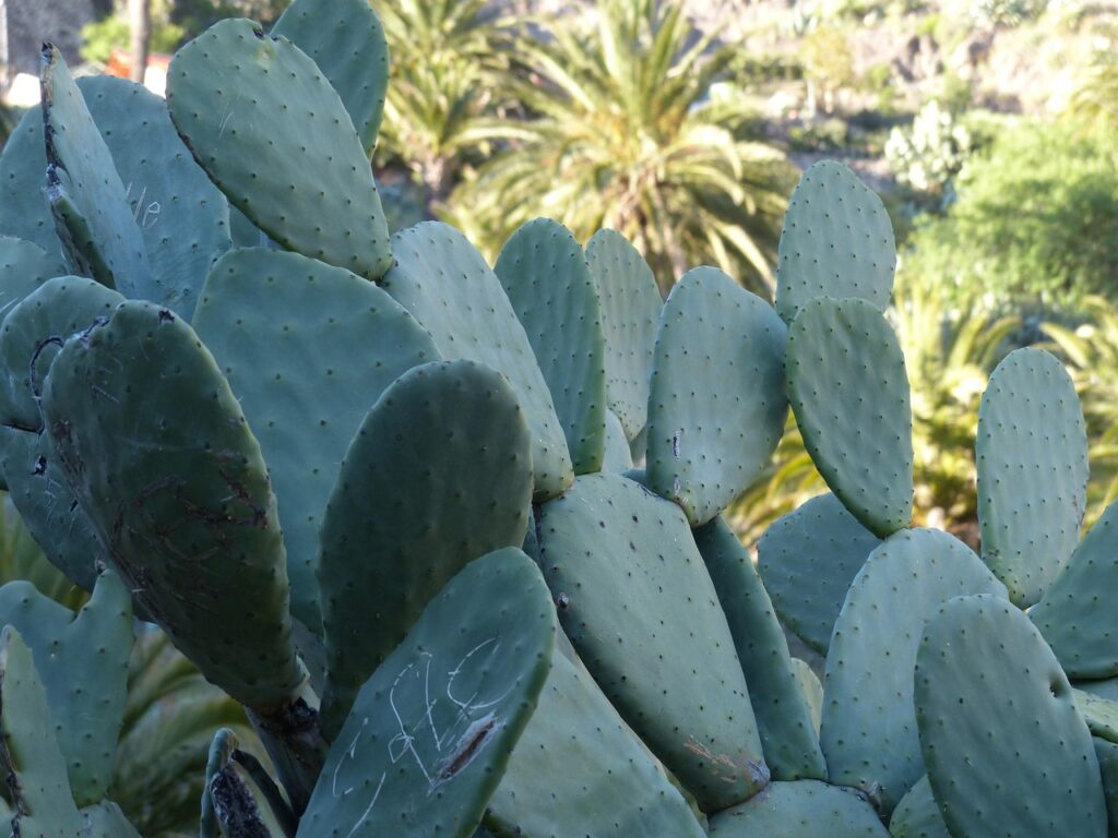 opuntia cactus spineless