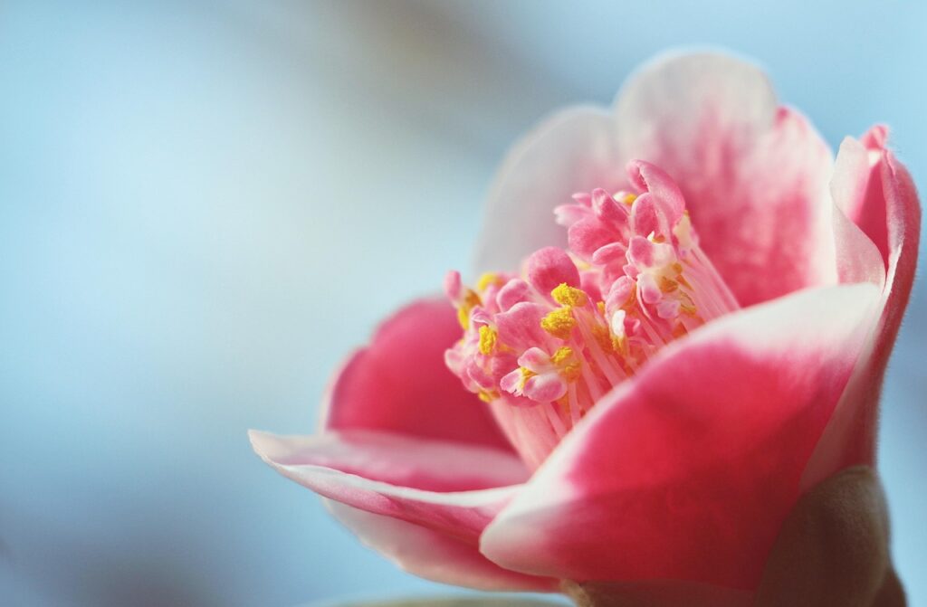 flower name starting with c