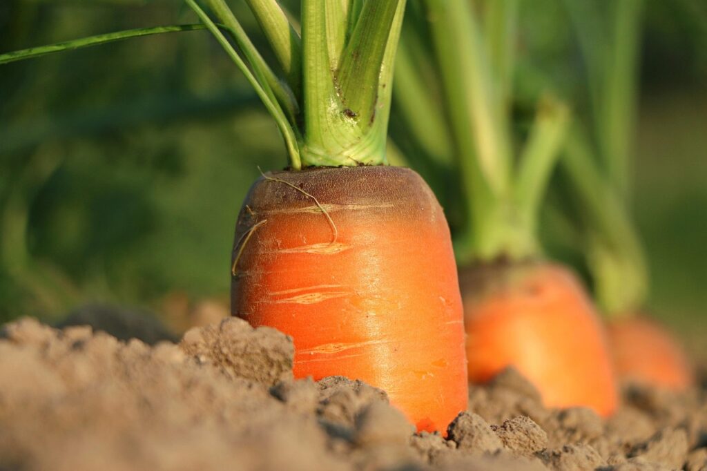 when to plant carrots in georgia