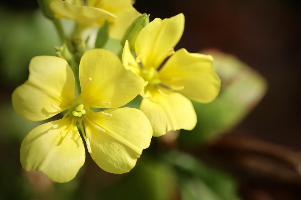 flower beginning with e
