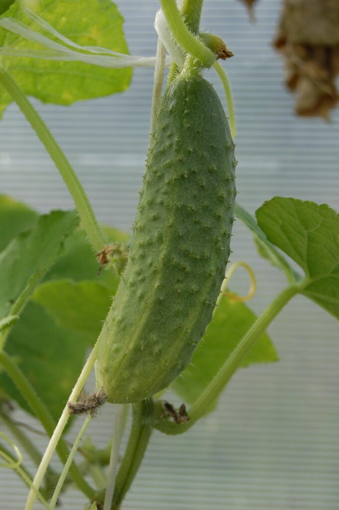 when to plant cucumbers in pa