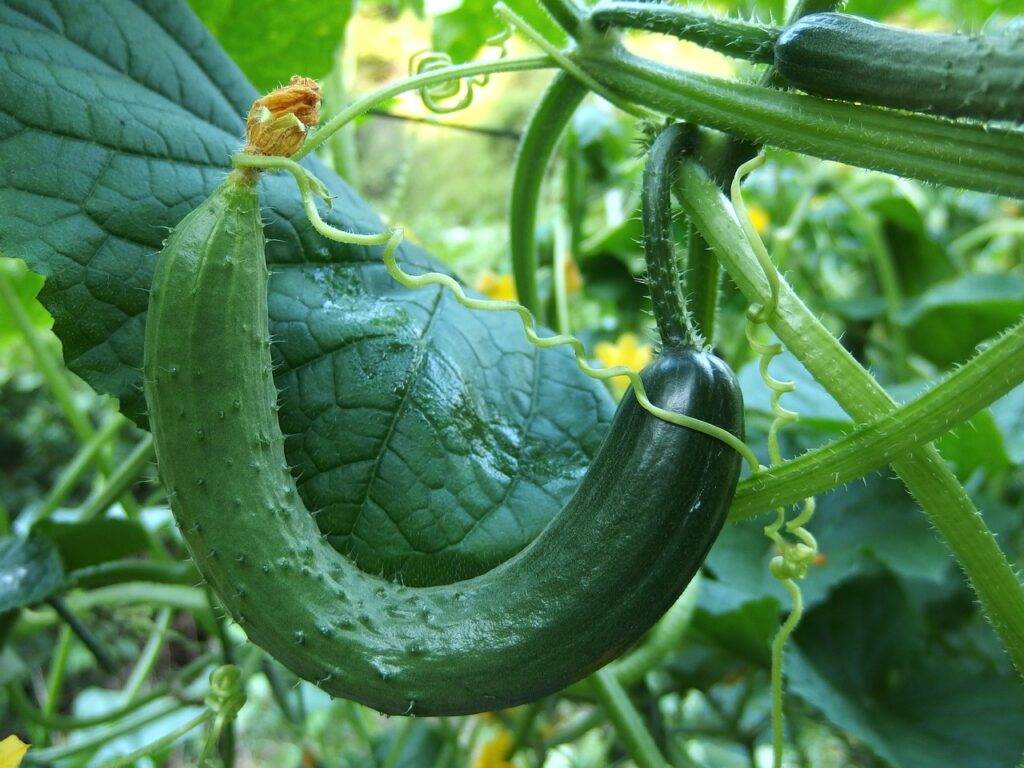 when to plant cucumber in texas