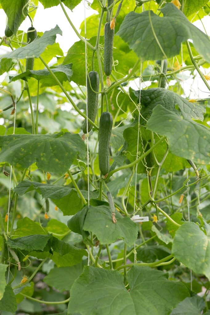 when to plant cucumbers in georgia