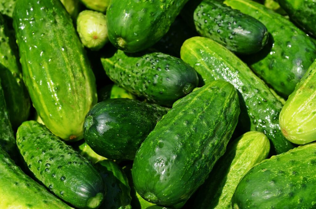 when to grow cucumbers in florida