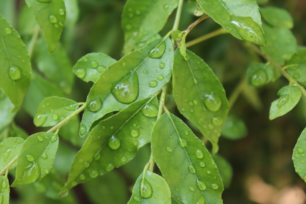 curry leaf plant