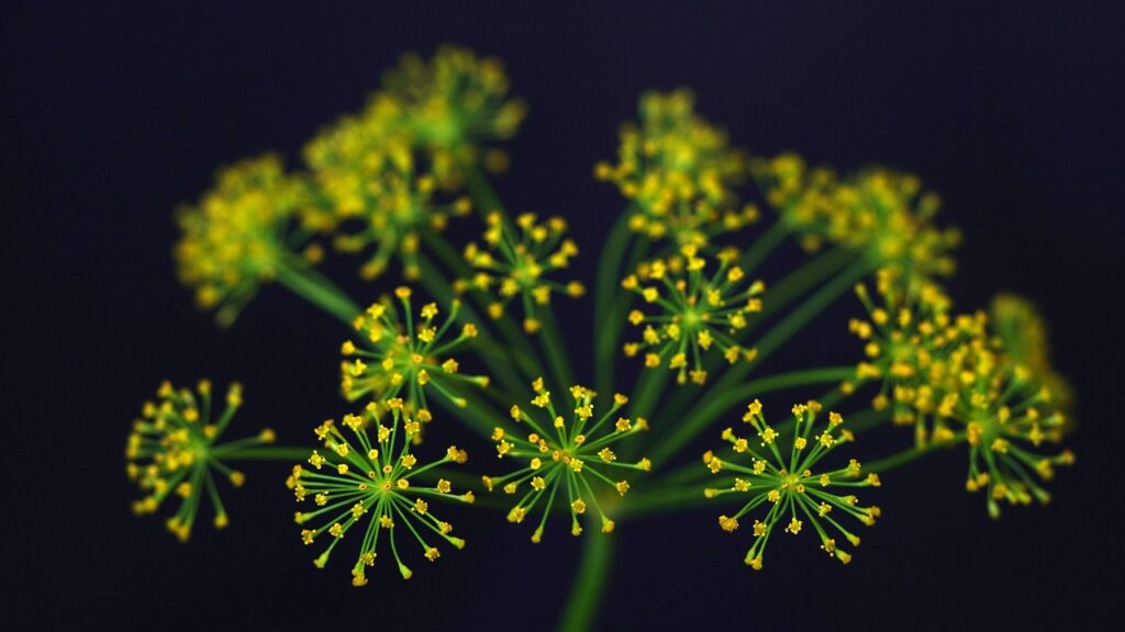 dill with flowers