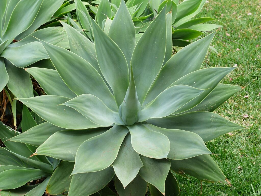 agave ovatifolia
