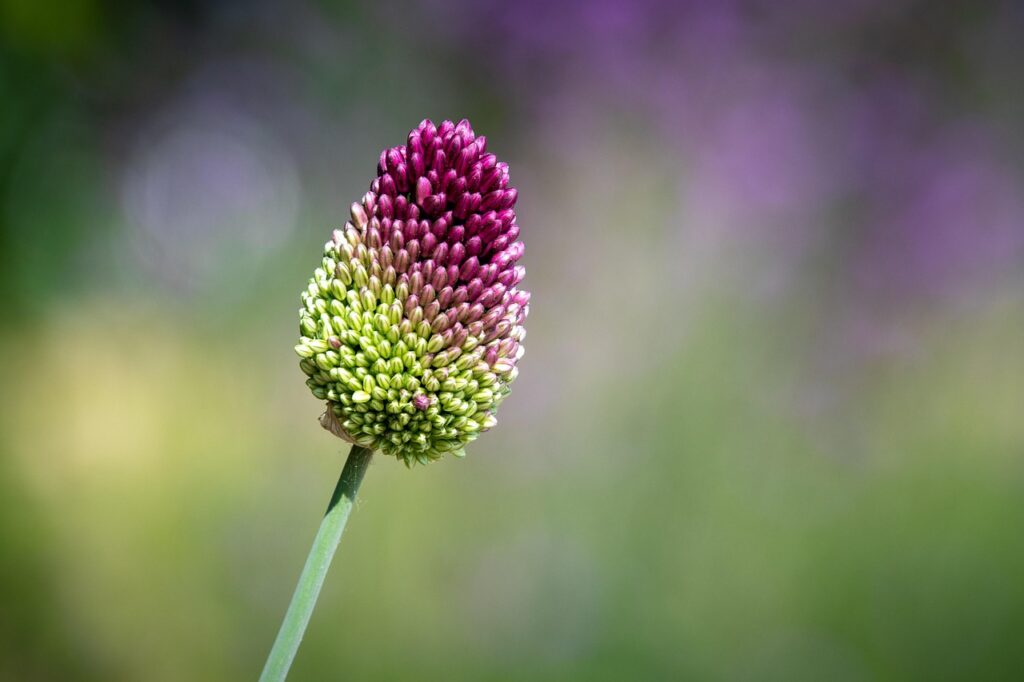 flowers name starting with d