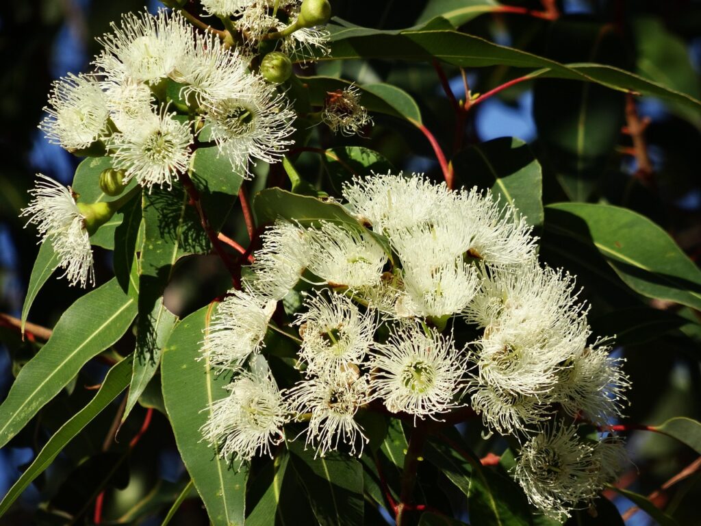 lemon gum eucalyptus tree