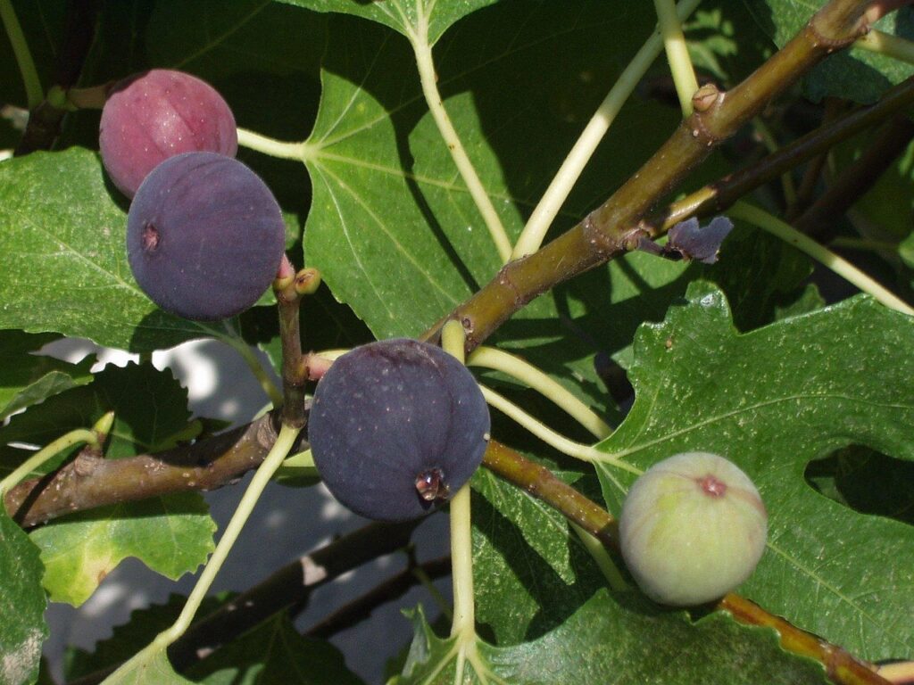 fig sap uses