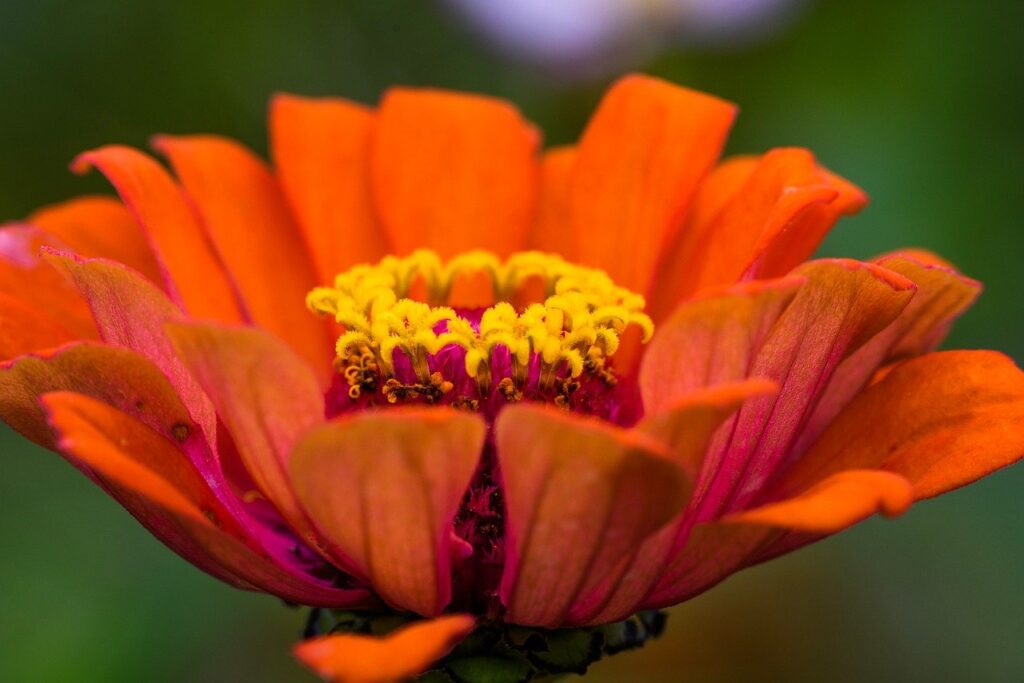 are zinnia edible