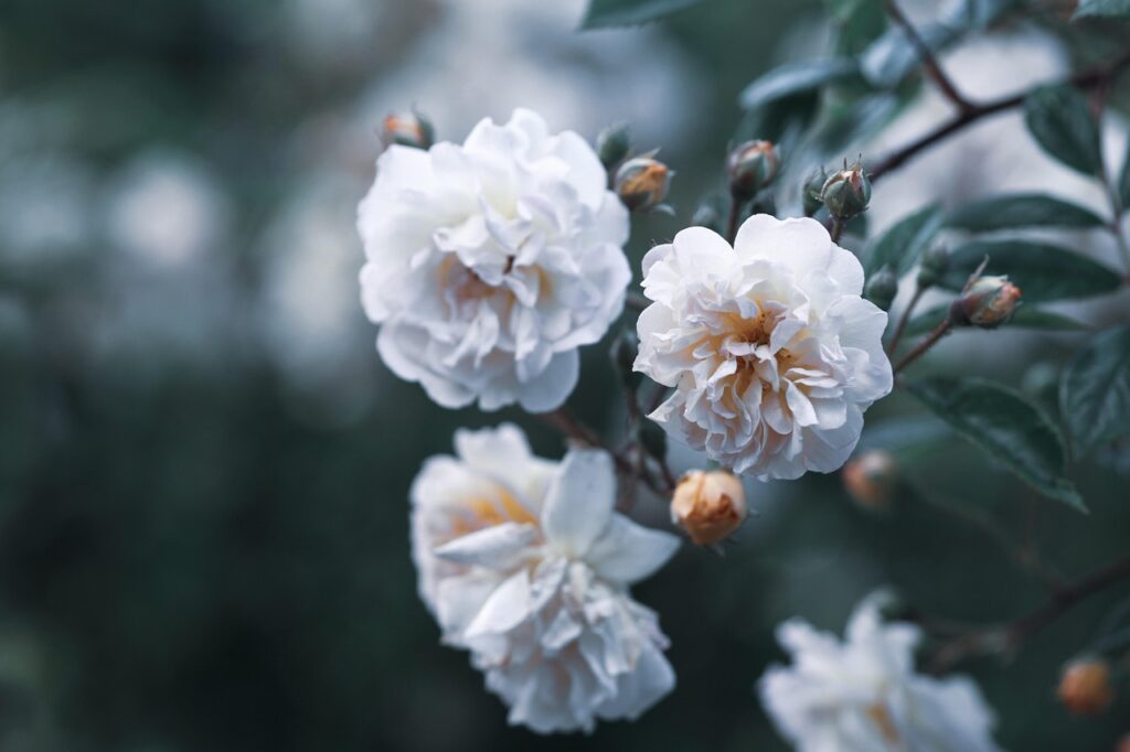 white bloom plants