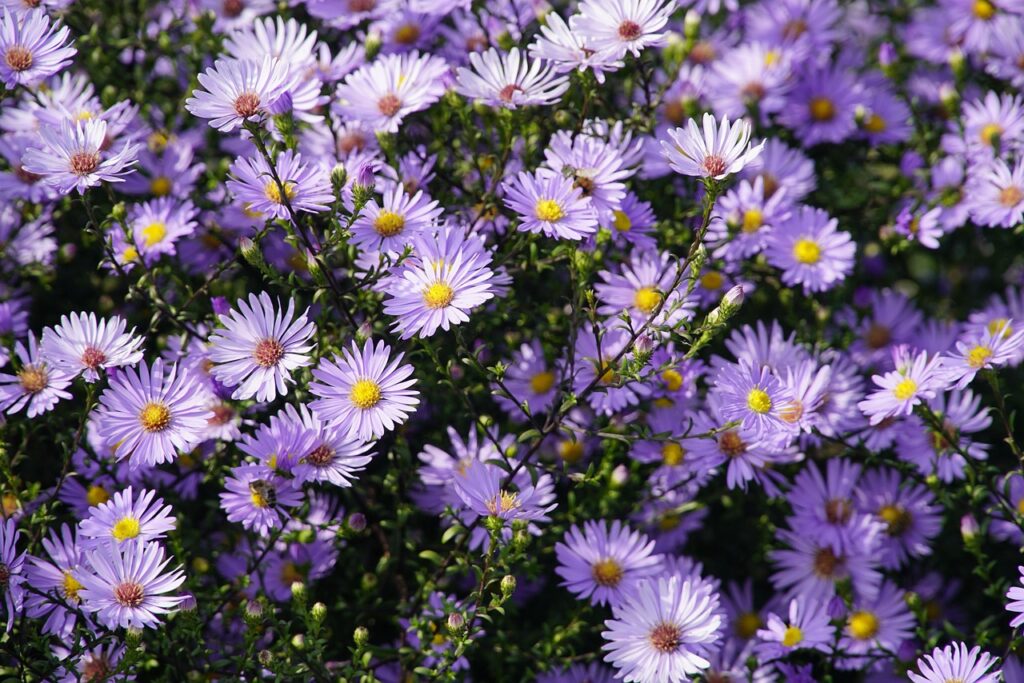 bluish-purple flowers