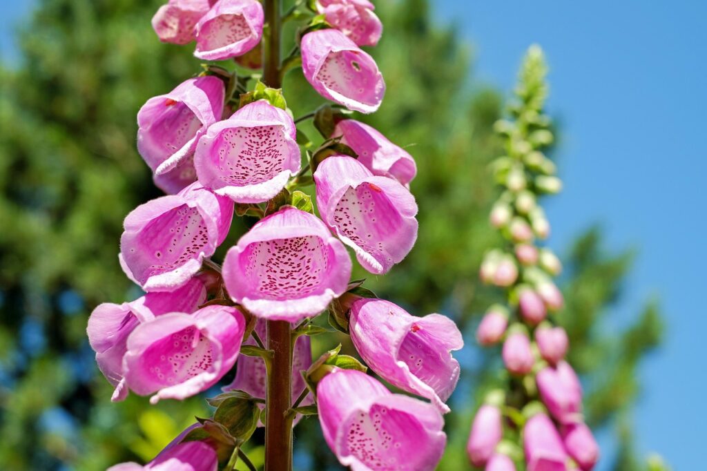 names of flowers that start with f