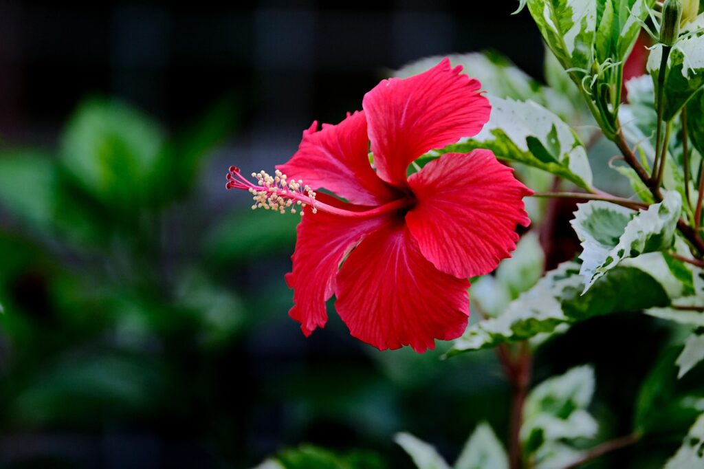 flowers that start with h