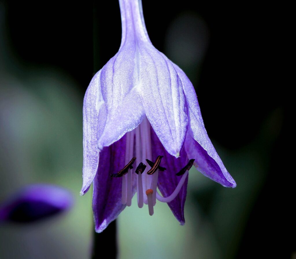 Purple Hosta