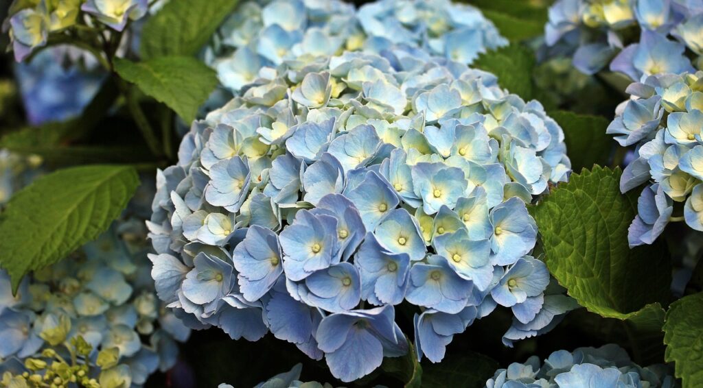 variegated hydrangea