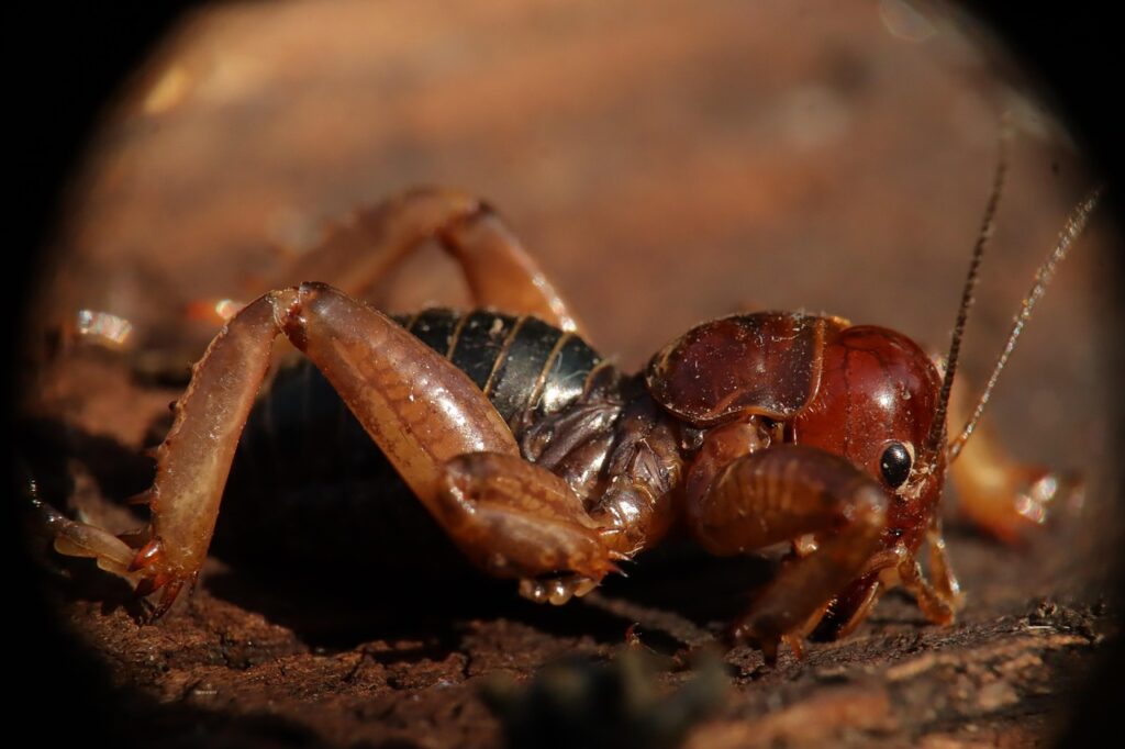california jerusalem cricket