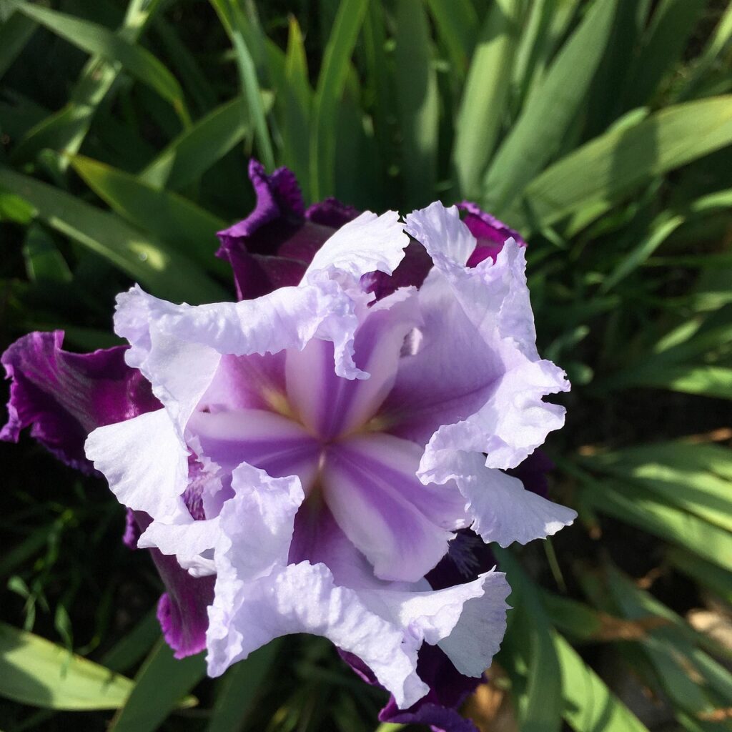 flowers starting with i