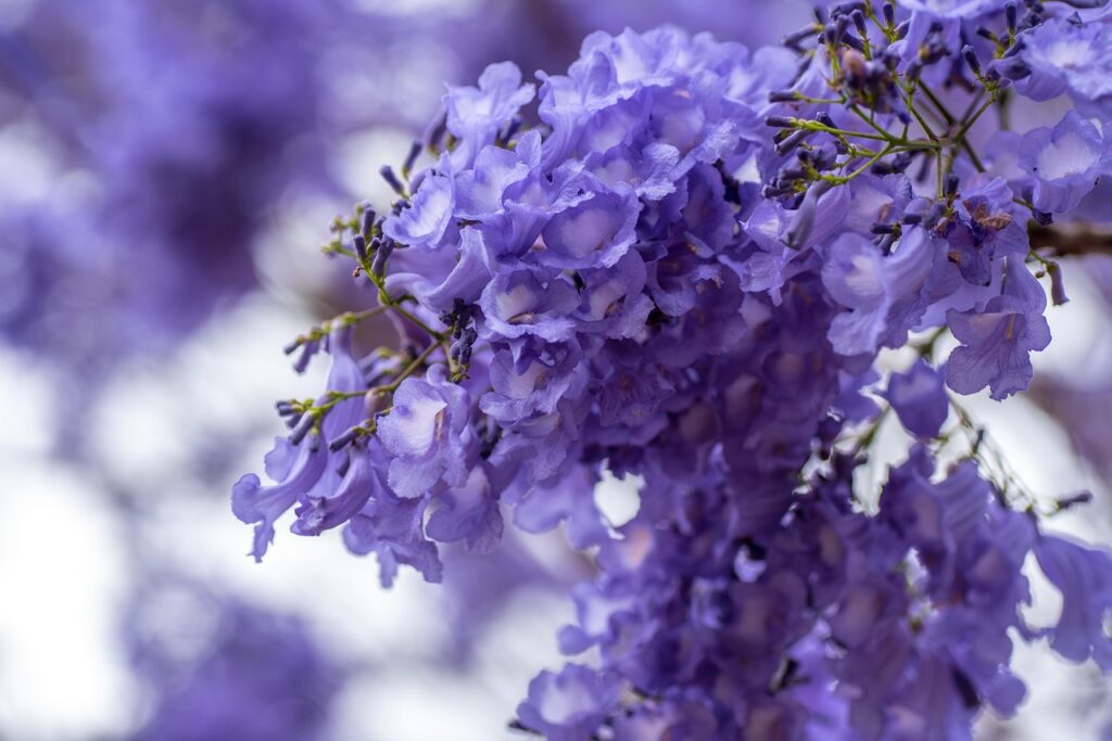 flowers that start with J