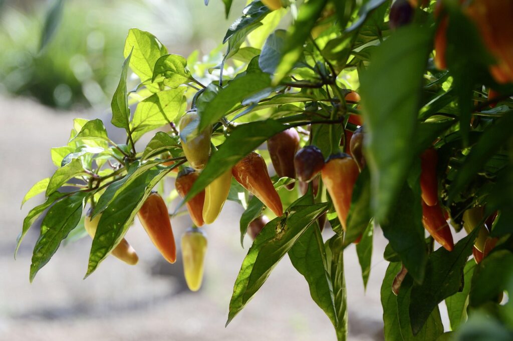 how long does it take jalapeno seeds to germinate