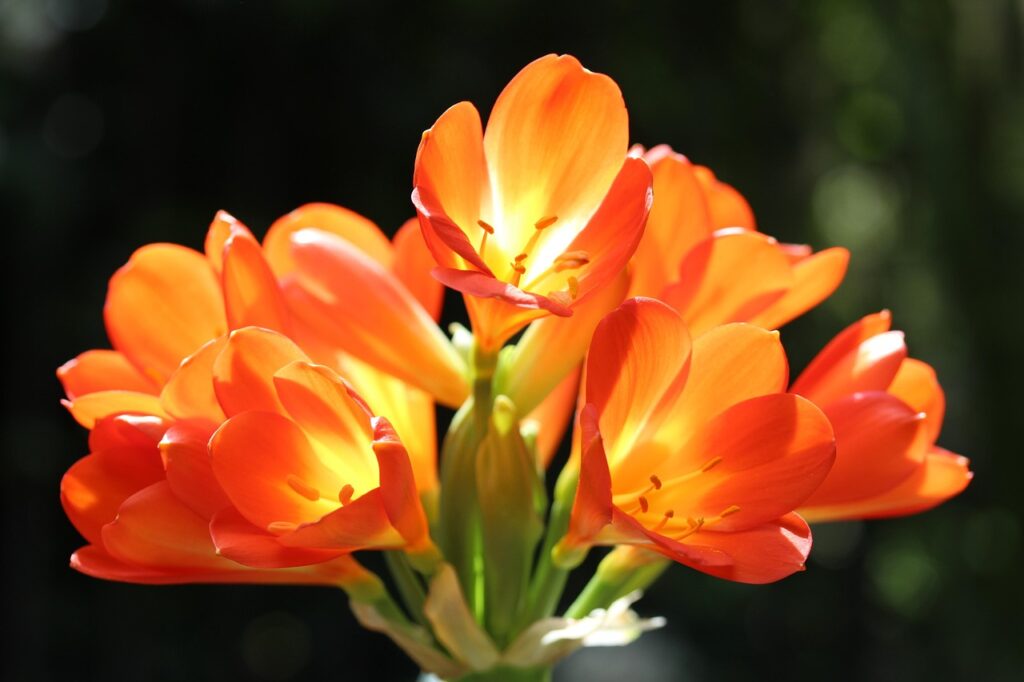 flower starts with letter k