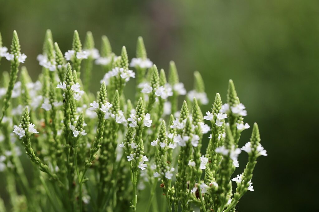 sweet almond verbena