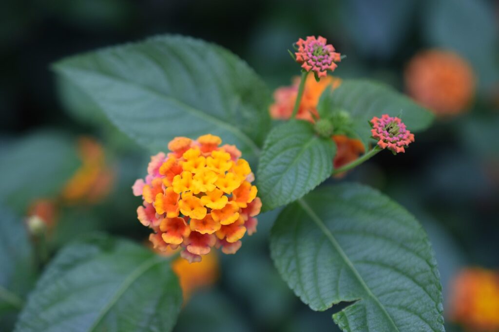 miss huff lantana plant