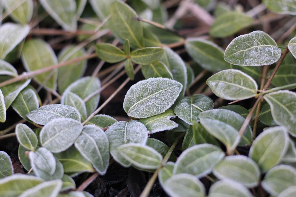 will one night of frost kill my plants