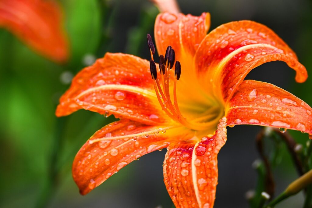 flowers that start with L