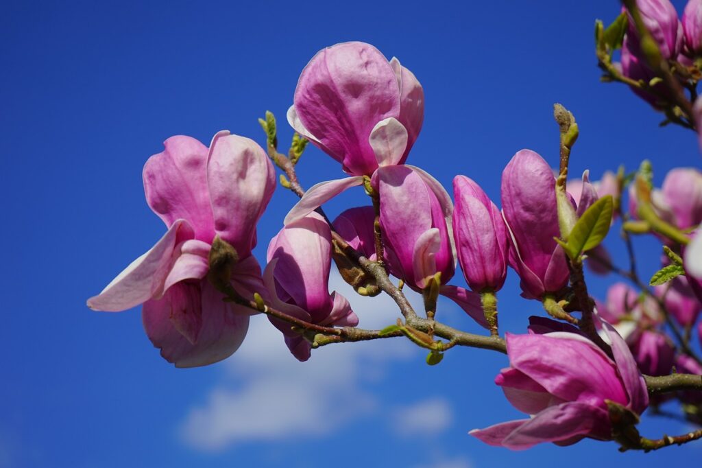 flowers name start with m