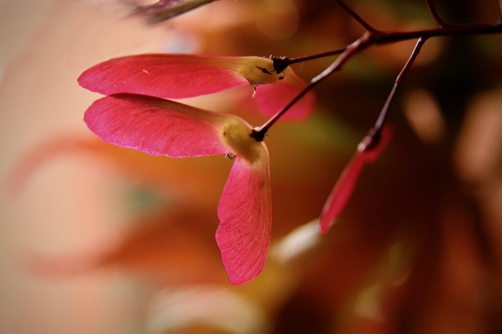 plants with red leaves