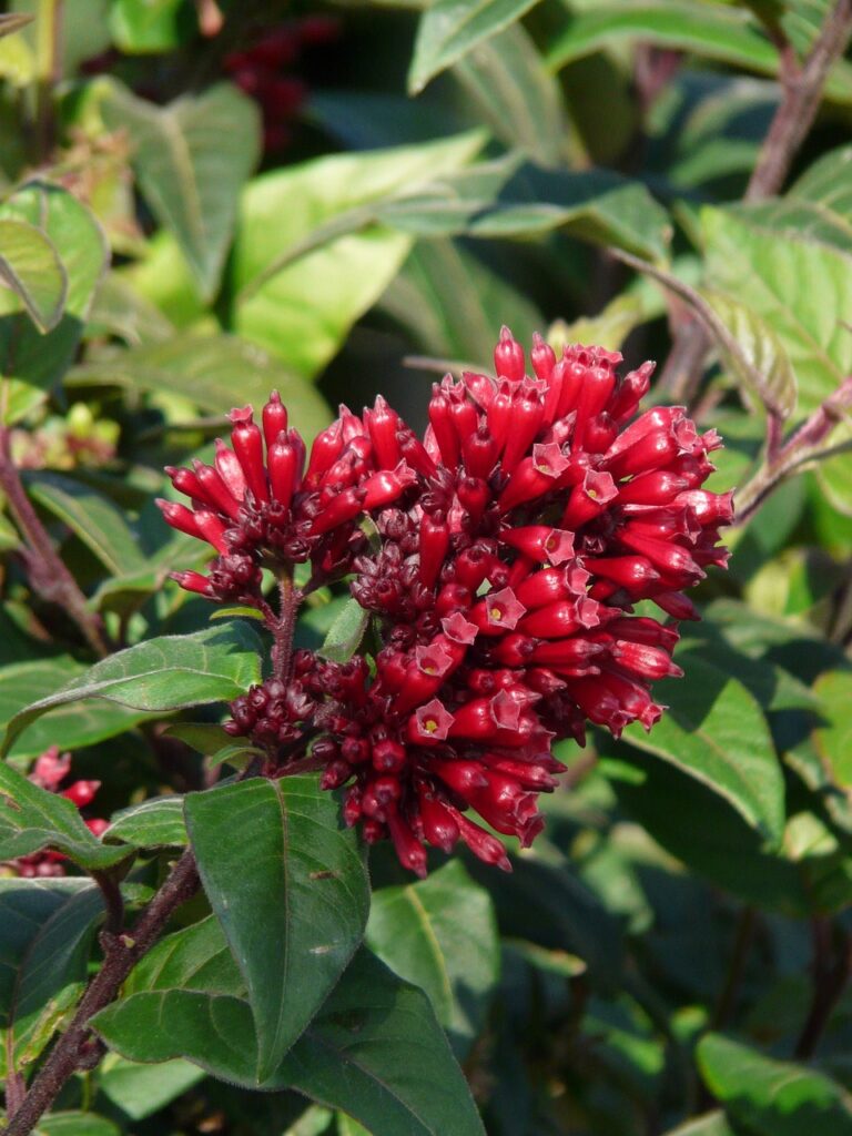 cestrum plants