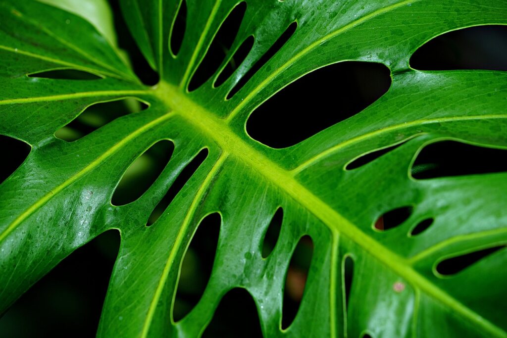 delicious monster plant