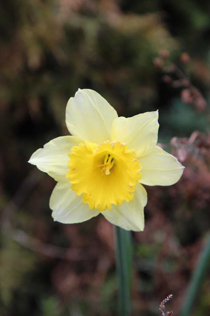 flowers that start with N