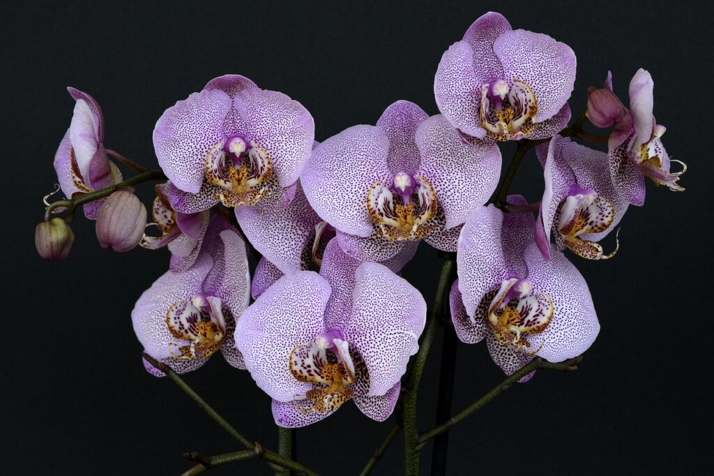 flowers beginning with o