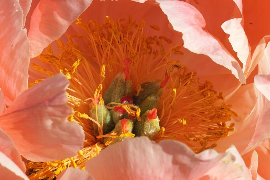 flowers that start with P