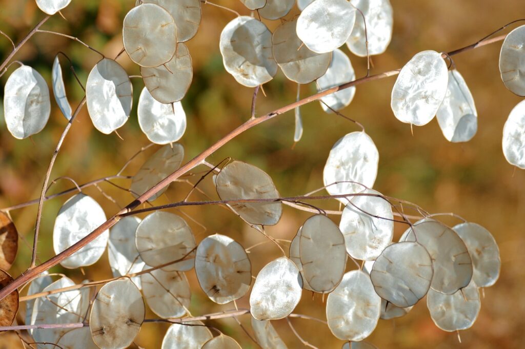 silver dollar plant