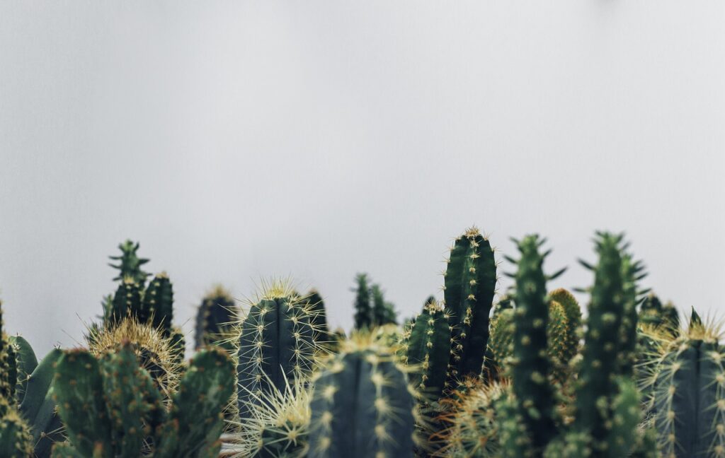 how to plant cacti cuttings