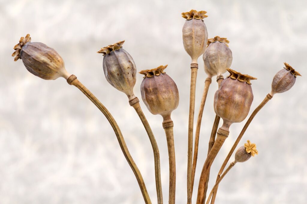 breadseed poppy seeds