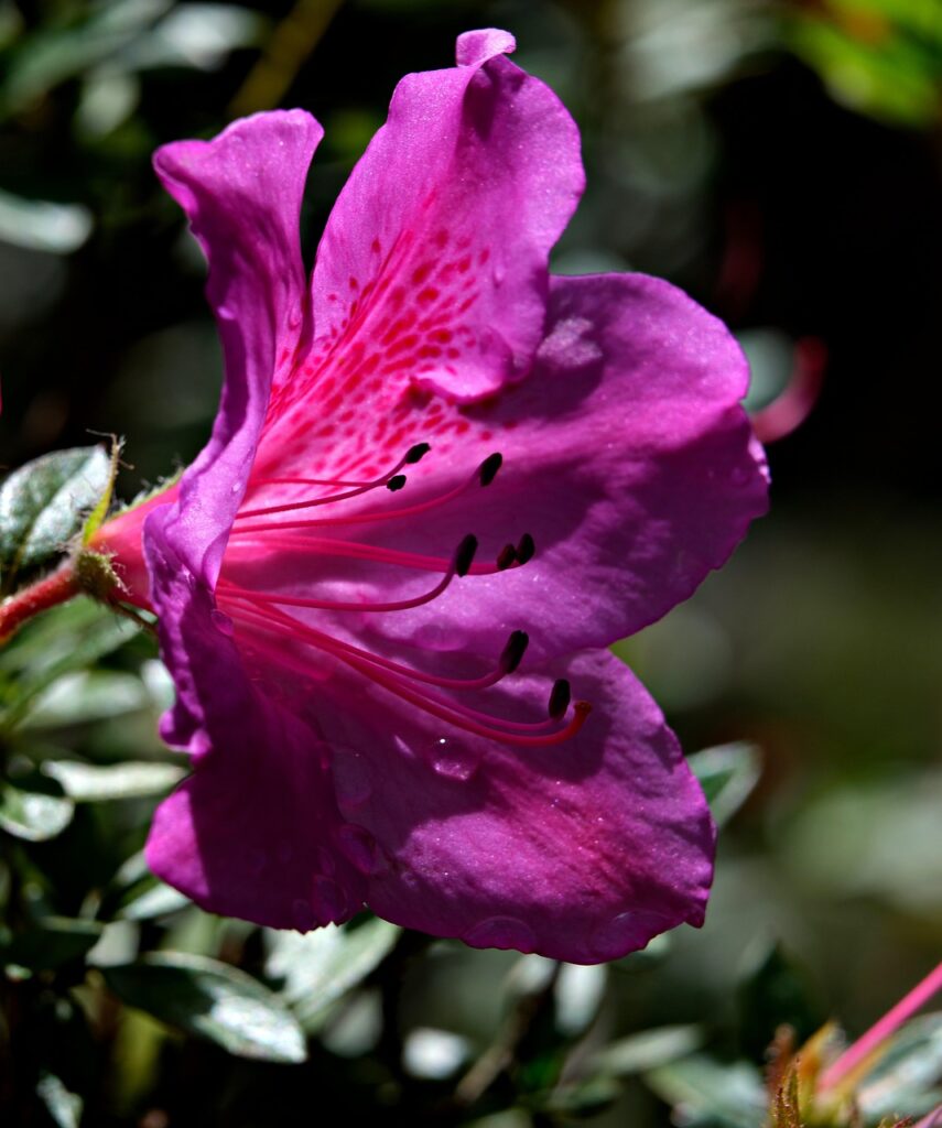 plant with pink flowers