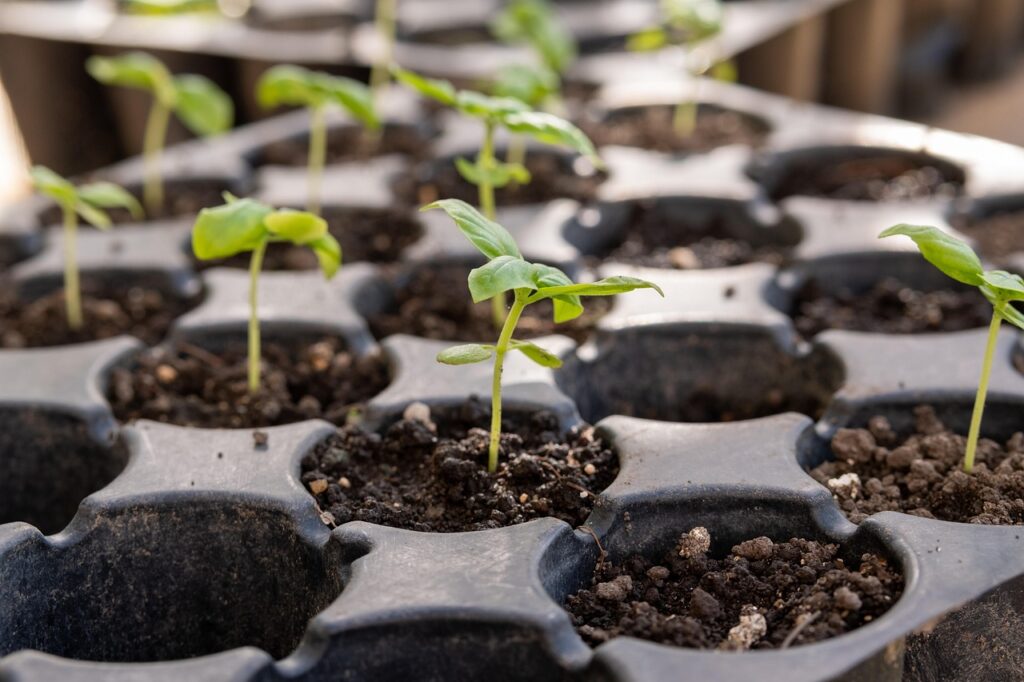 marigold seedlings